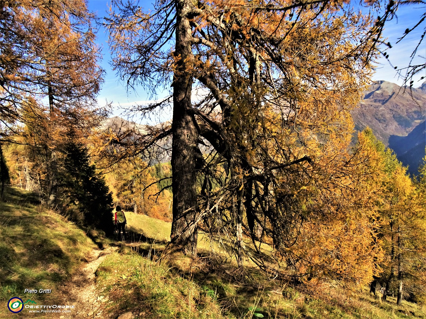 25 Spettacolari larici secolari colorati d'autunno .JPG